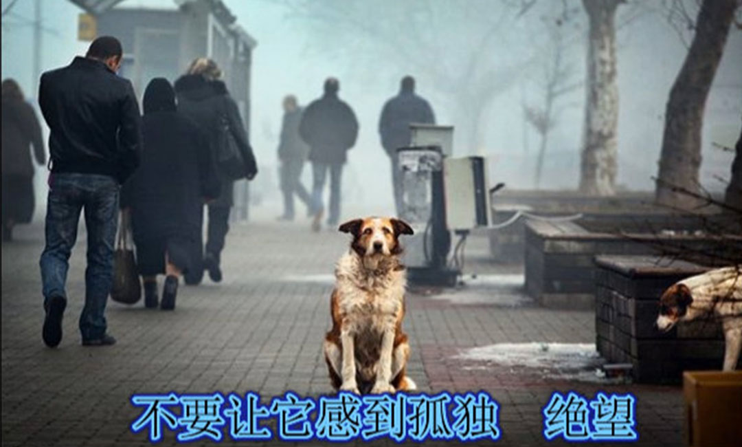 卢湾卢湾爱影圈微博微信转发案例